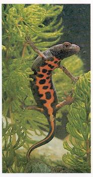1984 Grandee Britain's Endangered Wildlife #11 Great Crested Newt Front