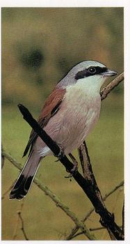 1984 Grandee Britain's Endangered Wildlife #22 Red-Backed Shrike Front