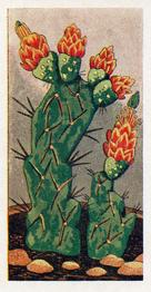 1965 Cacti #4 Rathbunia alamosensis Front