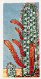 1965 Cacti #6 Cleistocactus baumannii Front