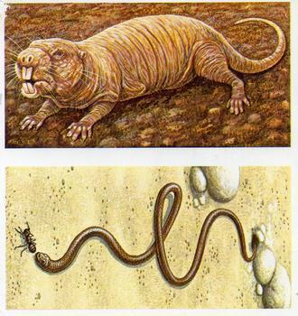 1986 Brooke Bond Incredible Creatures (Walton address with Dept IC)(Double Cards) #5-6 Naked Mole Rat / Pencil Lead Snake Front