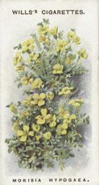 1913 Wills's Alpine Flowers #1 Morisia Hypogaea Front