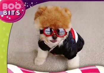 2015 Enterplay Boo: The World's Cutest Dog #23 Boo The World's Cutest Dog Front