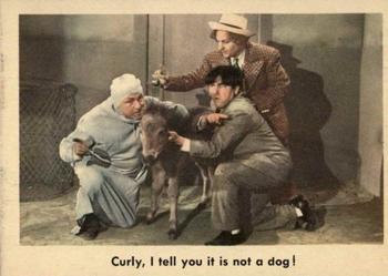 1959 Fleer The Three Stooges #67 Curly, I tell you it is not a dog! Front