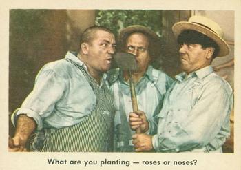 1959 Fleer The Three Stooges #69 What are you planting - roses or noses? Front