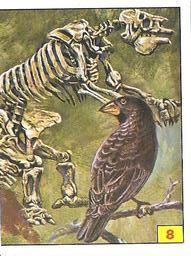 1992 Panini/Kellogg's Cruncheroos Dinosaur Stickers #8 Charles Darwin Front