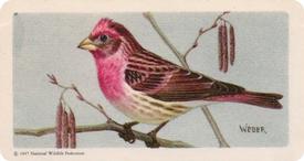 1959 Brooke Bond (Red Rose Tea) Songbirds of North America #9 Purple Finch Front
