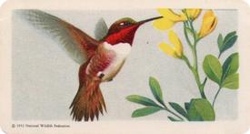 1959 Brooke Bond (Red Rose Tea) Songbirds of North America #10 Rufous Hummingbird Front