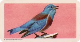 1959 Brooke Bond (Red Rose Tea) Songbirds of North America #11 Western Bluebird Front