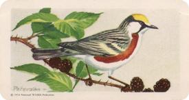 1959 Brooke Bond (Red Rose Tea) Songbirds of North America #13 Chestnut-sided Warbler Front