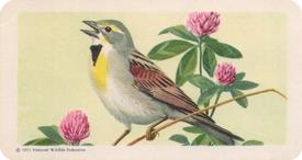 1959 Brooke Bond (Red Rose Tea) Songbirds of North America #14 Dickcissel Front
