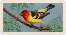 1959 Brooke Bond (Red Rose Tea) Songbirds of North America #17 Western Tanager Front
