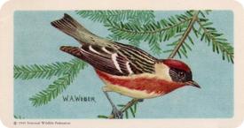 1959 Brooke Bond (Red Rose Tea) Songbirds of North America #19 Bay-breasted Warbler Front