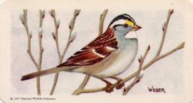 1959 Brooke Bond (Red Rose Tea) Songbirds of North America #21 White-throated Sparrow Front