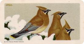 1959 Brooke Bond (Red Rose Tea) Songbirds of North America #22 Cedar Waxwing Front