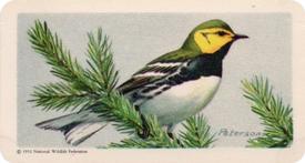 1959 Brooke Bond (Red Rose Tea) Songbirds of North America #28 Black-throated Green Warbler Front