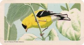 1959 Brooke Bond (Red Rose Tea) Songbirds of North America #30 American Goldfinch Front