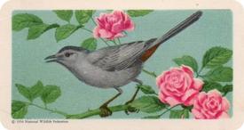1959 Brooke Bond (Red Rose Tea) Songbirds of North America #40 Catbird Front