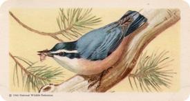 1959 Brooke Bond (Red Rose Tea) Songbirds of North America #41 Red-breasted Nuthatch Front
