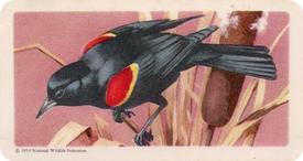 1959 Brooke Bond (Red Rose Tea) Songbirds of North America #42 Red-winged Blackbird Front