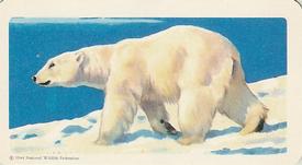 1960 Brooke Bond (Red Rose Tea) Animals of North America #3 Polar Bear Front