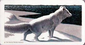 1960 Brooke Bond (Red Rose Tea) Animals of North America #11 Arctic Fox Front