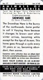 1960 Brooke Bond (Red Rose Tea) Animals of North America #17 Snowshoe Hare Back