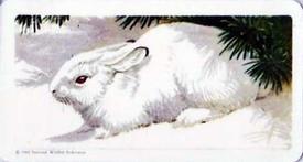 1960 Brooke Bond (Red Rose Tea) Animals of North America #17 Snowshoe Hare Front