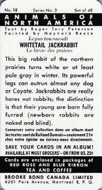 1960 Brooke Bond (Red Rose Tea) Animals of North America #18 Whitetail Jackrabbit Back
