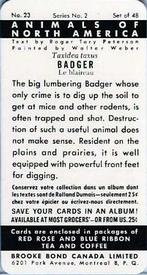 1960 Brooke Bond (Red Rose Tea) Animals of North America #23 Badger Back