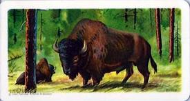 1960 Brooke Bond (Red Rose Tea) Animals of North America #32 Bison Front