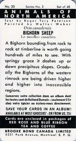 1960 Brooke Bond (Red Rose Tea) Animals of North America #33 Bighorn Sheep Back