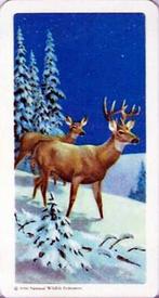 1960 Brooke Bond (Red Rose Tea) Animals of North America #35 Whitetail Deer Front
