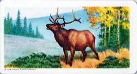 1960 Brooke Bond (Red Rose Tea) Animals of North America #36 Wapiti (Elk) Front