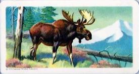 1960 Brooke Bond (Red Rose Tea) Animals of North America #38 Moose Front