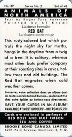 1960 Brooke Bond (Red Rose Tea) Animals of North America #39 Red Bat Back