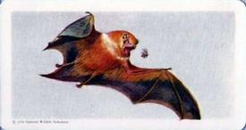 1960 Brooke Bond (Red Rose Tea) Animals of North America #39 Red Bat Front
