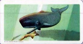 1960 Brooke Bond (Red Rose Tea) Animals of North America #47 Sperm Whale Front