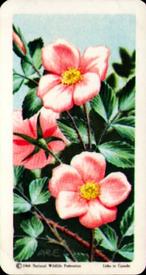 1961 Brooke Bond (Red Rose Tea) Wild Flowers of North America #27 Wild Rose Front