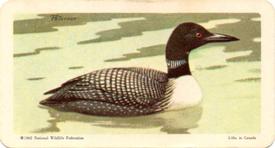 1962 Brooke Bond (Red Rose Tea) Birds of North America #1 Common Loon Front