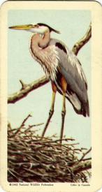 1962 Brooke Bond (Red Rose Tea) Birds of North America #4 Great Blue Heron Front