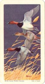 1962 Brooke Bond (Red Rose Tea) Birds of North America #16 Canvasback Front