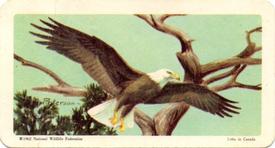 1962 Brooke Bond (Red Rose Tea) Birds of North America #26 Bald Eagle Front
