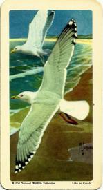 1962 Brooke Bond (Red Rose Tea) Birds of North America #41 Herring Gull Front