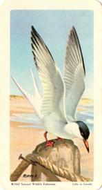 1962 Brooke Bond (Red Rose Tea) Birds of North America #42 Common Tern Front