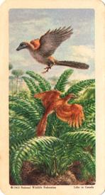 1963 Brooke Bond (Red Rose Tea) Dinosaurs #46 Archaeopteryx Front