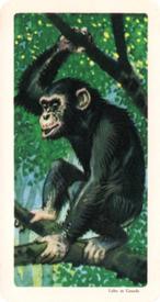 1964 Brooke Bond (Red Rose Tea)  African Animals #9 Chimpanzee Front