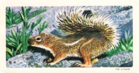 1964 Brooke Bond (Red Rose Tea)  African Animals #11 Ground Squirrel Front