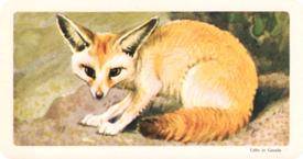 1964 Brooke Bond (Red Rose Tea)  African Animals #14 Fennec Fox Front