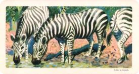 1964 Brooke Bond (Red Rose Tea)  African Animals #30 Zebra Front